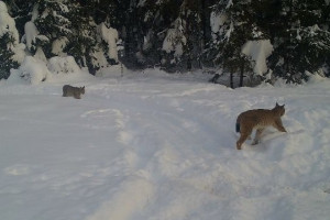 В Ковровском районе в фотоловушку попали две взрослые рыси