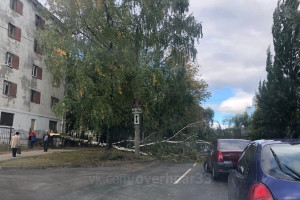 Во Владимире упавшие из-за сильного ветра березы перекрыли дороги