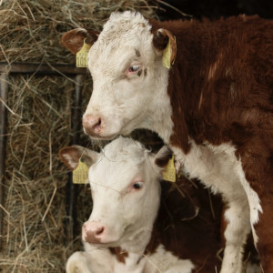 В Ковровском районе ввели карантин по лейкозу коров