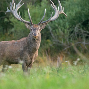 В Юрьев-Польском районе услышали рев оленя