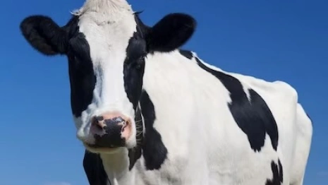 Во Владимирской области за год надоили 460 тыс. тонн молока