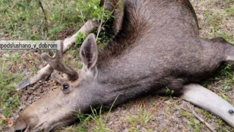 Стали известны подробности ДТП с лосем под Гусь-Хрустальным