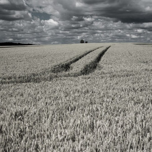 Пропавшую в Коврове старушку нашли мертвой