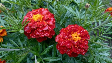 Во Владимирской области пройдет дождь
