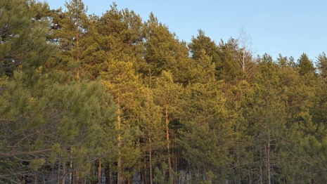 Прогноз погоды во Владимирской области на 29 апреля 2026 года