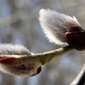 Во Владимирской области после мартовских праздников наступит настоящая весна