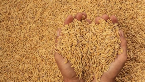 Во Владимирской области собрали 304 тыс. тонн зерна