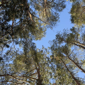 Прогноз погоды во Владимирской области на 17 апреля 2025 года