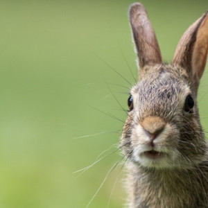 В Юрьев-Польском районе сняли драку зайцев-русаков