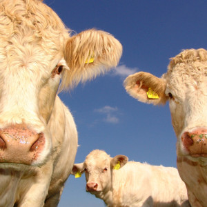 Домашних животных во Владимирской области будут чипировать с Нового года