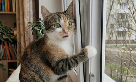 В Коврове спасли застрявшего в оконной раме кота