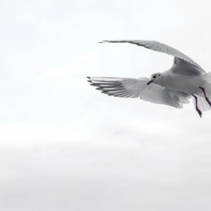 Во Владимирской области после заражения чайки ввели карантин по птичьему гриппу