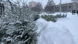 Во Владимире открылись 7 елочных базаров