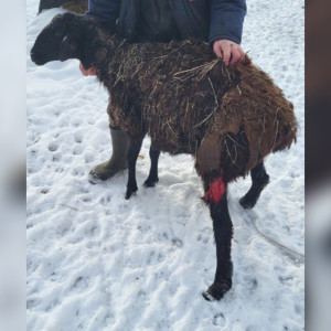 Фермера из Мурома наказали за халатное отношение к овцам