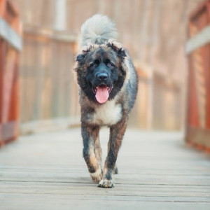 В Гусь-Хрустальном районе кавказская овчарка набросилась на 83-летнюю пенсионерку