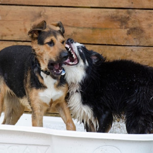 Во Владимирской области жители пожаловались стаю запертых в сарае собак