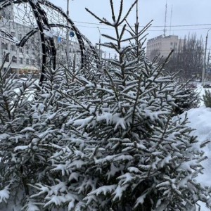 Во Владимире елочные базары заработают с 20-х чисел декабря