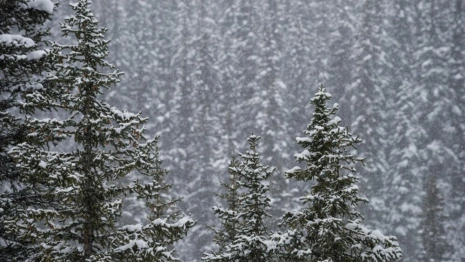 Во Владимире 59-летнего мужчину с бородой и усами нашли живым