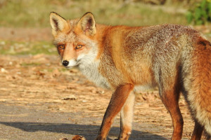 В Собинском районе обнаружили очаг бешенства