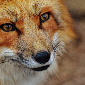 В Гороховецком районе отменили карантин по бешенству