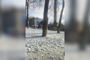 Вырубку хвойной аллеи на площади Победы во Владимире показали на фото