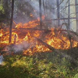 Во Владимирской области назвали районы с наивысшим классом пожарной опасности