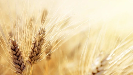 День Феодосии Колосятницы: что можно и чего нельзя делать 11 июня