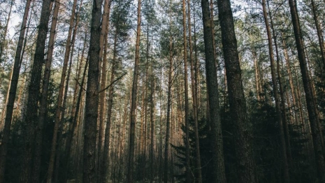 Во Владимирской области нашли карантинного вредителя хвойных деревьев