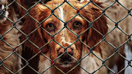 Петицию в защиту 200 животных владимирского приюта «Валента» подписали 10 тыс. человек