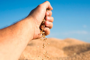 Во Владимирской области за год намололи рекордные 300 тысяч тонн зерна