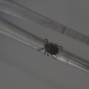 С жителей Владимирской области сняли 5 зараженных вирусами клещей