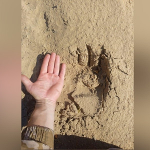 Во Владимирской области заметили рязанского медведя