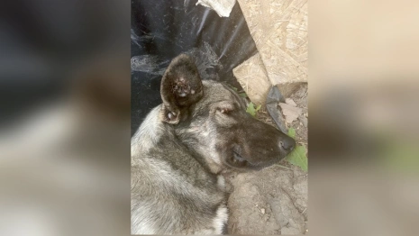 Во Владимирской области активизировались клещи
