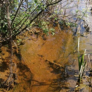 Причиной массовой гибели рыбы под Киржачом стали неочищенные сточные воды и нефтепродукты