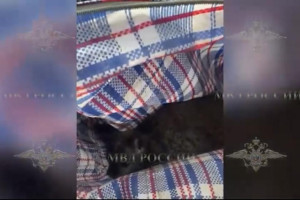 Задержанного во Владимирской области похитителя кенгуру отправили в психбольницу