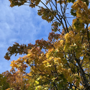 Прогноз погоды во Владимирской области на 23 сентября