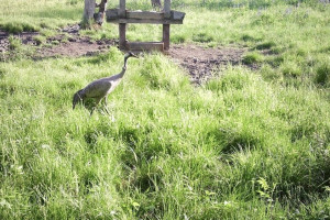 Во Владимирской области сняли кормежку краснокнижного серого журавля