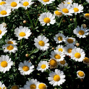 Петр и Феврония: что можно и нельзя делать 8 июля