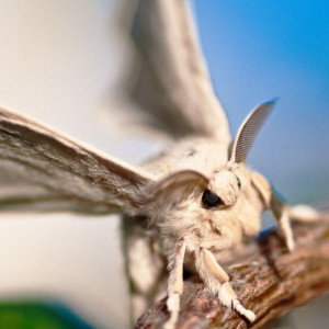 Во Владимирской области установили 6 феромонных ловушек на шелкопряда