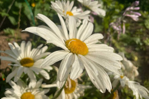 Прогноз погоды во Владимире и области на 30 августа