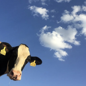 Во Владимирской области коровы поставили рекорд по надою молока