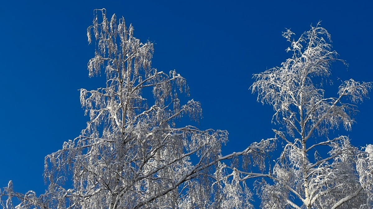 Снег 15 декабря