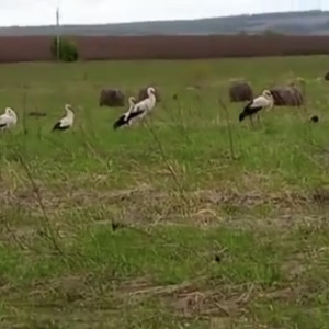 Во Владимирской области заметили группу краснокнижных белых аистов