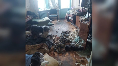 Во Владимире пса заперли в квартире на 3 года