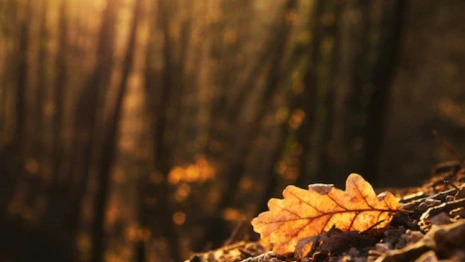 Прогноз погоды во Владимирской области на 15 сентября