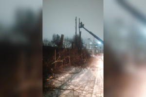 В Коврове вырубили 11 вековых лип несмотря на обещания властей и протесты жителей