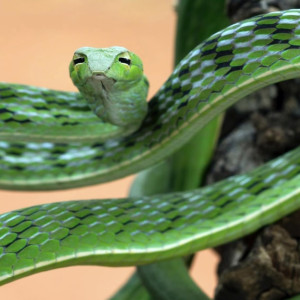 Жителям Владимирской области запретят держать дома змей и ящериц