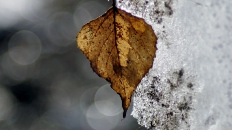 Во Владимирскую область на крещенскую неделю придет оттепель
