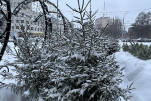 Во Владимире елочные базары заработают с 20-х чисел декабря