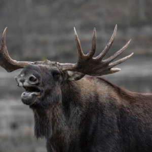 Во Владимирской области бешенством заболели 77 животных
